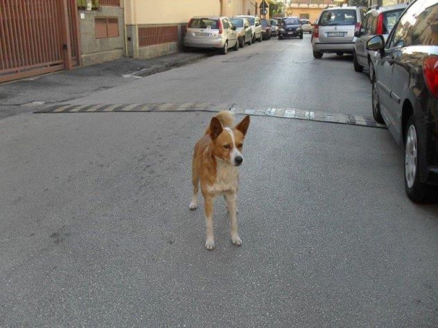 GIACOMINO, dolce cagnolino in pericolo - Foto 8