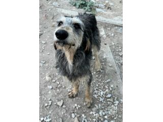 Porthos 5 anni taglia media