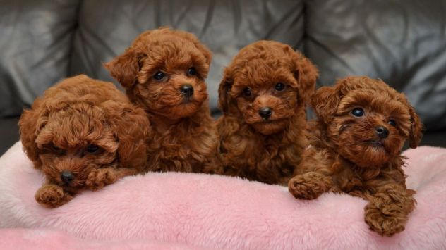 BARBONCINO - BARBONCINI NANI E TOY CUCCIOLI RED  pag in 12 rate
