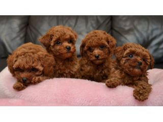 BARBONCINO - BARBONCINI NANI E TOY CUCCIOLI RED pag in 12 rate