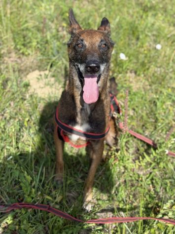 NARA &amp; AIRON: PASTORI BELGA MALINOIS dolcissimi! - Foto 5