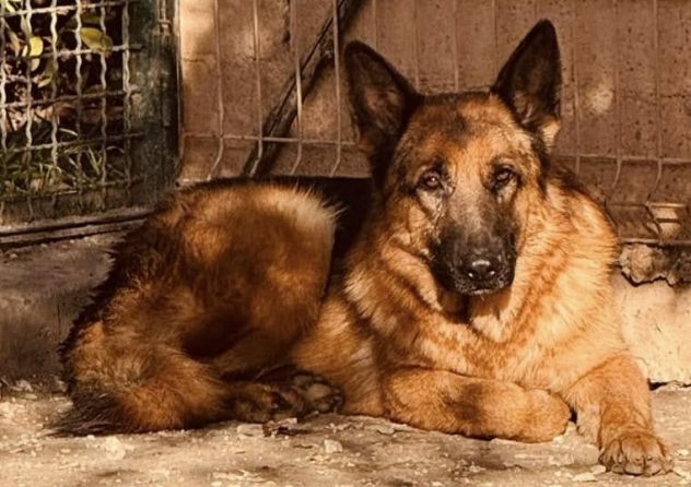 JACK 2 ANNI PASTORE TEDESCO PURO E’ IN CANILE - Foto 2