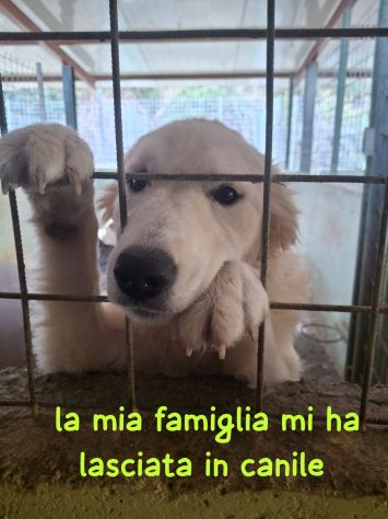 VICKY – 18 MESI, LASCIATA IN CANILE DALLA SUA FAMIGLIA - Foto 6