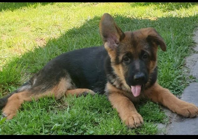 Cuccioli pastore tedesco pelo lungo e pelo normale a - Foto 5