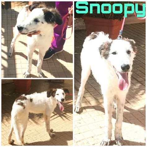 Il dolce Snoopy cerca la sua famiglia questa volta per sempre - Foto 2