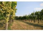 Agricolo in vendita a Castenedolo