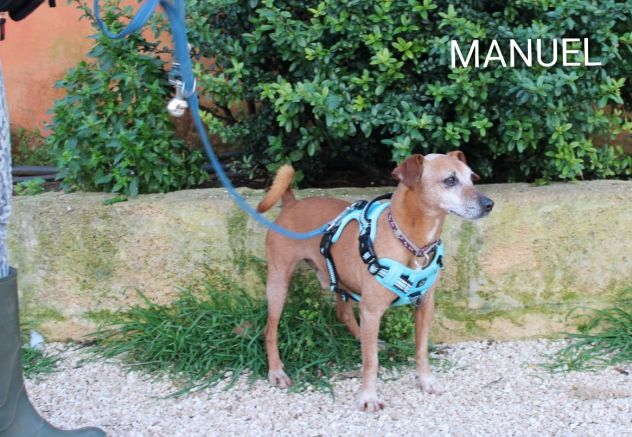 Adozione del cuore per Manuel, taglia piccola - Foto 2