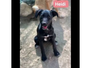 CUCCIOLI IN ADOZIONE