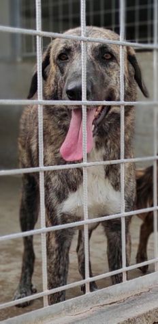CANE IN ADOZIONE: TIAGO - Foto 7