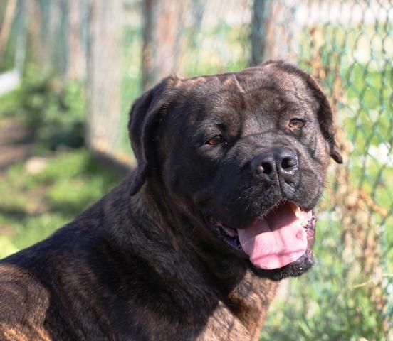 Carisma meravigliosa derivata cane corso - Foto 8