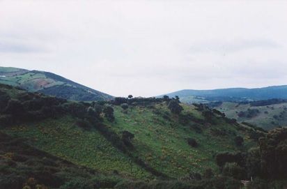 Terreno agricolo nord Sardegna - Gallura - Foto 3