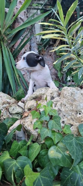 Cuccioli Allevamento Amstaff in Puglia Bari Lecce Taranto Brindisi Foggia - Foto 4