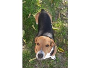 Bruno mix beagle e bassotto