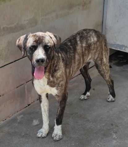 CANE IN ADOZIONE: ZENO, nato a marzo 2022 - Foto 8