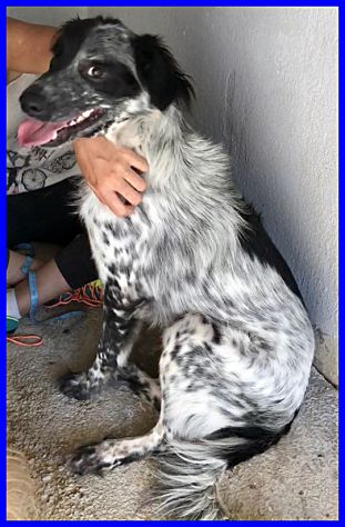 NACHO, DOLCE SIMIL SETTER SOLO INCANILE CERCA CASA - Foto 3