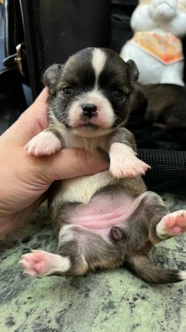 Chihuahua pelo corto blu - Foto 2