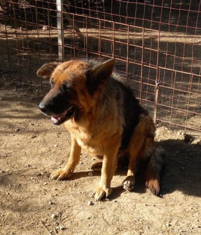 Graziella, lupacchiotta dagli occhi tristi - Foto 2