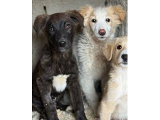 TIGROTTO ADORABILE CUCCIOLO IN ADOZIONE