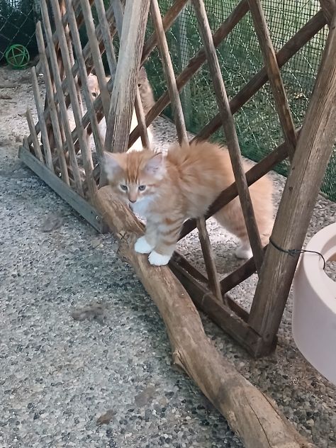 Cucciolata - Foto 4