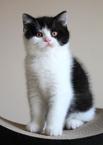 BRITISH SHORTHAIR CUCCIOLI BIANCHI E NERI - pag agevolato