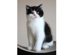 BRITISH SHORTHAIR CUCCIOLI BIANCHI E NERI - pag agevolato