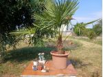 palma da giardino