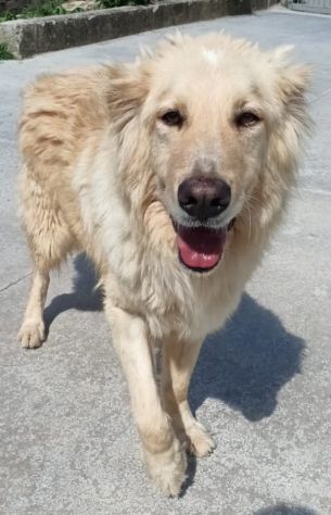 Master - Foto 4