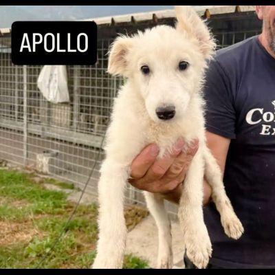 MERAVIGLIOSI CUCCIOLI IN ADOZIONE - Foto 10