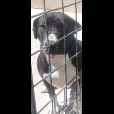SILVESTRO DOLCISSIMO CANE IN ADOZIONE
