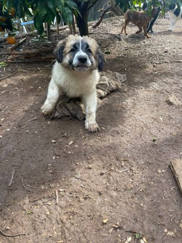 Lillino cucciolo - Foto 5