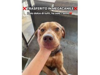 LENNON CANE IN ADOZIONE
