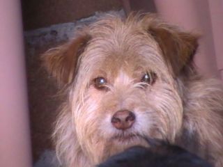 SPEEDY, mix yorkshire