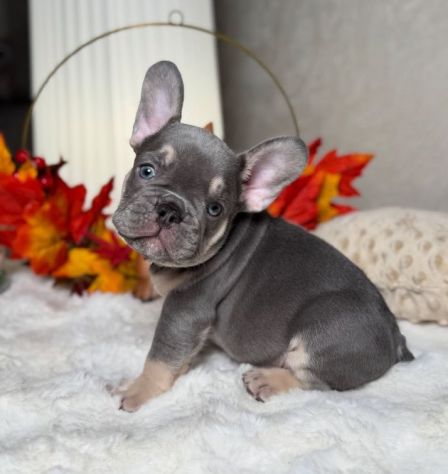 BULLDOG FRANCESE CUCCIOLI TOP- FRENCH BOULEDOGUE pag dilazionato - Foto 2