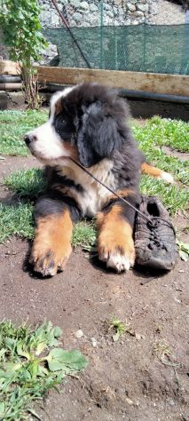 Cucciolo di bovaro del bernese - Foto 7