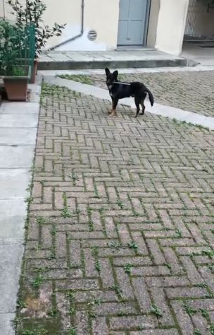 CAGNOLINO - Foto 3