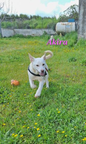 Meravigliosa Akira chiede una mamma sua. - Foto 2