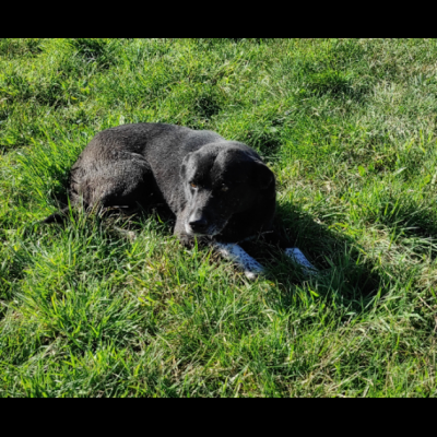 TIMIDO E PACATO CAGNOLINO IN ADOZIONE - Foto 10
