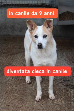 GIOIA 9 ANNI 16 KG CIRCA DIVENTATA CIECA IN CANILE - Foto 2