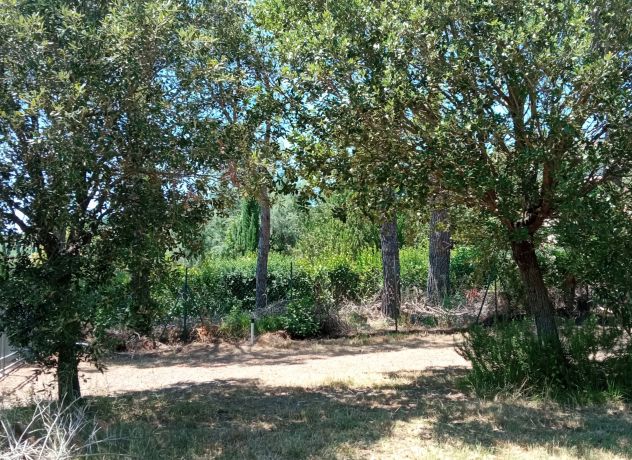 Riparbella: piccolo nido in giardino di ulivi, 15 minuti dal mare - Foto 8