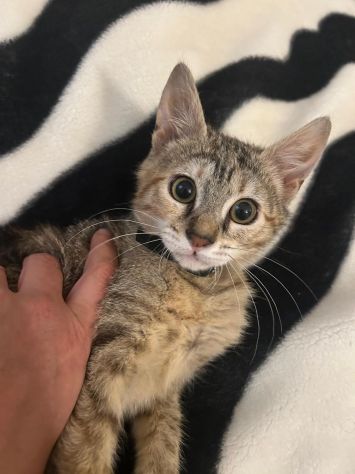 Cercasi Pet Sitter a Catania (zona Via Zone Bus / Picanello) per cura gatta a do