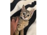 Cercasi Pet Sitter a Catania (zona Via Zone Bus / Picanello) per cura gatta a do