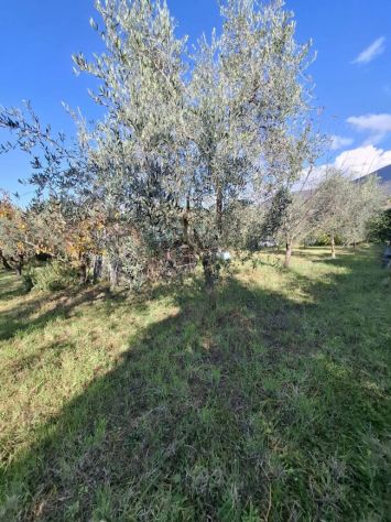 TERRENO AGRICOLO IN VENDITA Palombara Sabina (RM) - Foto 2
