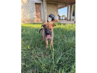 Aramis cucciolo