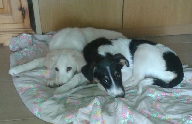 AL E JACK, stupendi cuccioli mix golden - Foto 3