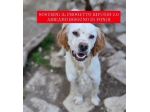 Setter 2anni e 1/2 salvato 1anno fa magrissimo..nessuno lo sceglie.FOGGIA