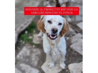 Setter 2anni e 1/2 salvato 1anno fa magrissimo..nessuno lo sceglie.FOGGIA