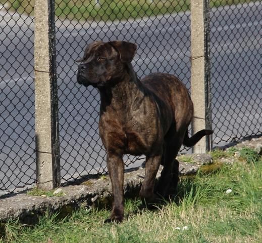 Carisma meravigliosa derivata cane corso - Foto 6
