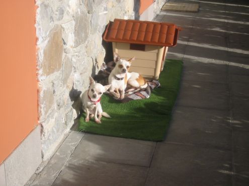 pensione chihuahua