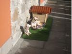pensione chihuahua