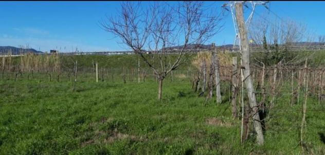 Terreno agricolo in vendita a Sarzana 2900 mq Rif: 1062277 - Foto 3